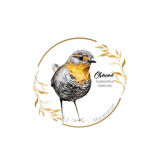 SET DE STICKERS AVES DE CHILE