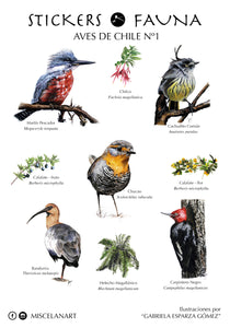 STICKERS AVES DE CHILE